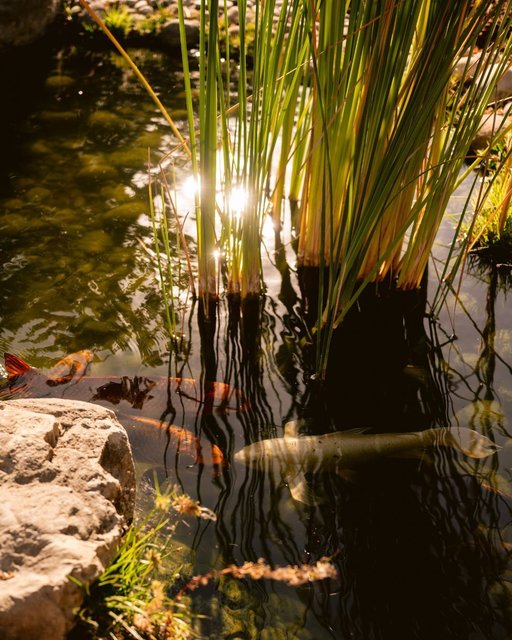 Come and unwind at Paso Robles Inn...

Enjoy all that our newly renovated property has to offer at the #LinkInBio. 

#PasoRoblesInn #VisitPasoRobles #TravelPaso #SLOCAL