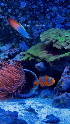 I'm your Dory. If you ever get lost in the great big ocean
I'll find you.
(If I remember which way to swim).

#oldenburg #nemo #dory #sealifeaquarium #hannover #sealifehannover #albania #niedersachsen #dory #quotes #instagramreels #date #germany #meer #vinlandsaga #theangerinyoureyesisgone💤 #bremen #kosove #fish #love #plankton #bikinibottom #thebluelagoon