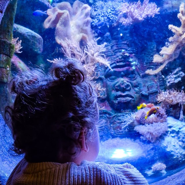 Das schlechte Wetter und den freien Tag genutzt und mal wieder im Sea life Hannover ein paar Fische beobachtet 🐟🐠🦈🦀🐢🐊🦗🪳
#sealifehannover #family #underthesea #aquarium #freeday #happyeaster🐰