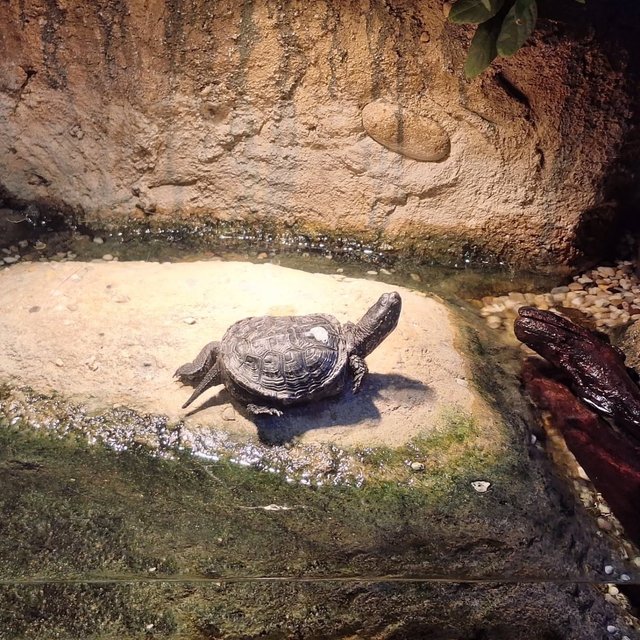 Urlaub 🥰 Ausflug 

Heute habe ich mir das sealifehannover angeschaut. 
Ein absoluter Ausflugtipp. Es ist so cool dort. Es hat echt Spaß gemacht und es ist viel zu staunen und zu entdecken. 

#Hannover #Niedersachsen #sealife #Aquarium #Fische #Quallen #wasserbewohner #staunen #entdecken #Wasser #Ozean #richtigcool #Ausflug #Urlaub #metime #alleineunterwegs