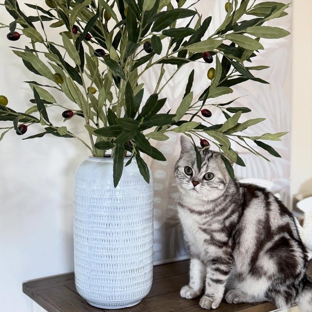 I’m having the best long weekend 🩶
Yesterday showing my love to the outside plants, today I turn my full attention to the indoor olive tree🪴 
.
.
.
.
#sunday #sundayfunday #jasperthetabbybrit #britishshorthair #blacksilvertabby #tabby #meow #tabbybritishshorthair #britishtabby #cutecat #catlife #paws #cutekitty #cateyes #olivetree