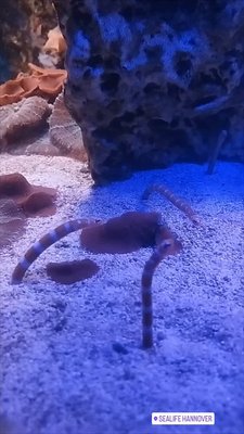 Sea Life Hannover

Prachtröhrenaal im Sea Life. Süß wie sie so "tanzen".