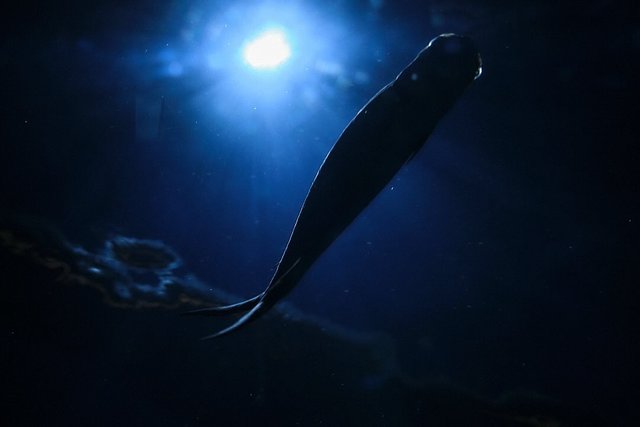 Under the sea