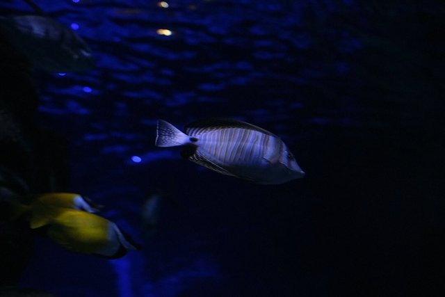 Hello there

Wir waren zuletzt in Hannovers Sealife 

#sealife #sealifehannover #hannover #aquariumfotografie #sealifeaquarium #viltrox #viltroxvibes #viltrox35mmf17