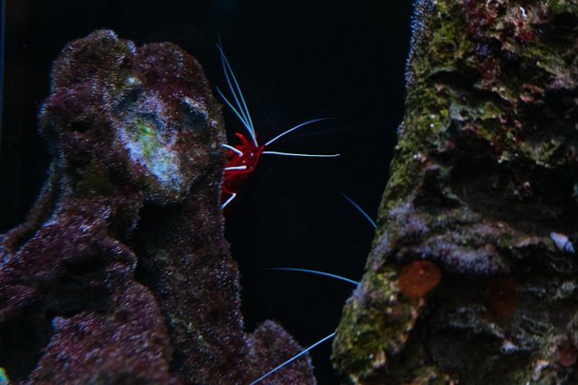 Mister Krebs

#sealife #sealifehannover #hannover #aquariumfotografie #sealifeaquarium #viltrox #viltroxvibes #viltrox35mmf17
