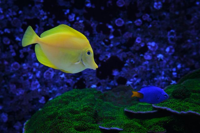 Dori ist Gelb vor Wut 😁

Fotografiert in sealifehannover 

pixarstudios disneyplusde 

#sealife #sealifeaquarium #sealifehannover #sealifemünchen #sealife🌊 #sealifehelsinki #sealifehannover🐠 #sealifedeutschland #hannover #viltrox #viltroxvibes #viltroxvibe