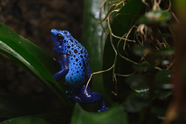 Blue Frog 

Fotografiert in sealifehannover

fujifilmx.de X-T 30 II & samyanglensglobal MF 135 2.0

#sealife #sealifeaquarium #sealifehannover #sealifemünchen #sealife🌊 #sealifehelsinki #sealifehannover🐠 #sealifedeutschland #hannover #photocontest #lksamyang #createwithsamyang #samyanglens #samyangphotocontest_may #frosch #blauerfrosch #ɴᴀᴛᴜʀᴇᴘʜᴏᴛᴏɢʀᴀᴘʏ