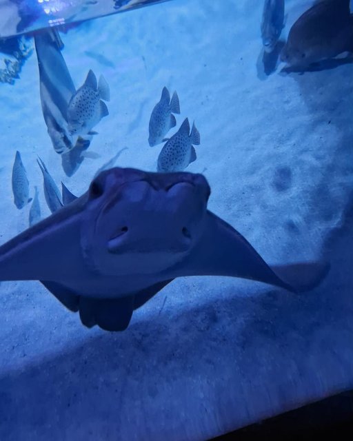 Was für ein spannender Tag!
 Am Freitag haben die Störche gemeinsam mit uestra und dbpersonenverkehr das sealifehannover besucht. 🐠🦈
Schon die Fahrt war ein kleines Abenteuer – alle waren aufgeregt und voller Vorfreude.🚍🚝

Im Sea Life gab es unglaublich viel zu entdecken: Wir haben bunte Fische bestaunt, schwebende Quallen beobachtet und Rochen beim Gleiten durchs Wasser zugesehen. Besonders aufregend war die Suche nach einem Krokodil 🐊– ob es sich wohl versteckt hat? 
Auch Echsen konnten wir ganz aus der Nähe betrachten.🦎

Die Kinder konnten sogar Quallen und Seepferdchen nach ihren Vorstellungen ausmalen. ✏️
Es war ein Tag voller Freude, Spaß und neuer Erfahrungen. Die Kinder konnten viel lernen, staunen und gemeinsam auf Entdeckungsreise gehen – ein echtes Erlebnis für Groß und Klein.🐠 
Ein großes Dankeschön, an die Eltern die diesen tollen Ausflug zu etwas besonderem gemacht haben und uns unterstützt haben.