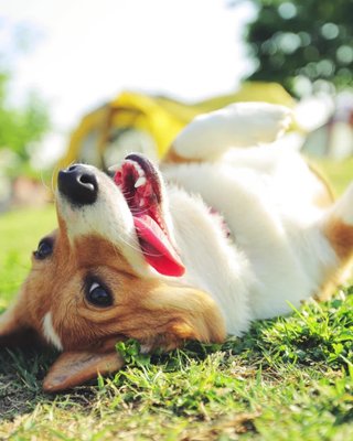 Calling all dog owners! 📣

Join @dogroyaltysydney for Temptation Alley — a totally FREE puppy recall school running every Sunday in June at South Eveleigh.

Think of it as impulse control with a twist: your pup learns to resist distractions (treats! toys! tunnel temptations!) while you pick up top tips from the pros.

📍 Innovation Plaza
🗓 Every Sunday in June
🕙 10AM – 2PM

Perfect for pups of all ages and sizes. No bookings needed — just bring your fur-friend and get ready for some tail-wagging fun! 🐾