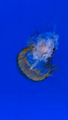 sealifehannover