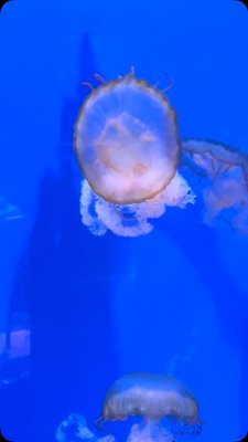 Salt water is the ocean’s 🌊way of telling you to let go, to trust the flow, and to embrace the beauty of the unknown. 🫶- Unknown
#oceano #oceanphotography #fische #quallenaquarium #seaworld seaworld sealifehannover