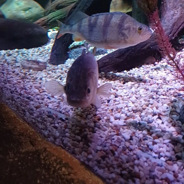 Sea Life Hannover 🐟🐠
#sealife #sealifehannover #fish #dayout #hannover