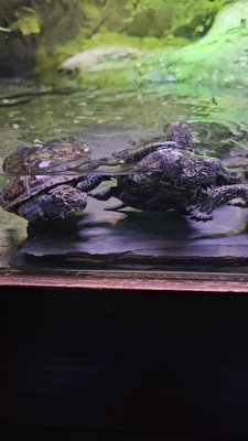 Europäische Sumpfschildkröten im sealifehannover 🥰

#sealive 
#schildkröte 
#schildkröten 
#wasserschildkröte 
#aquariumlife 
#zoo 
#zoophotography 

Eintritt wurde selbst bezahlt, keine Werbung!