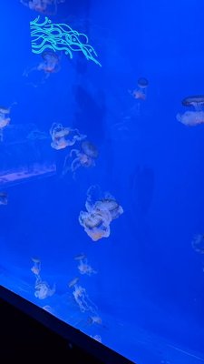 Ein kleiner Einblick in die Tierwelt des sealifehannover 

#aquarium 
#sealive 
#zoo 
#zoophotography 

Eintritt selbst bezahlt, keine Werbung!
