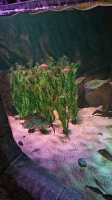 Der Ausflug ins Sealife war schön.
Wir hatten auch Glück und waren fast alleine unterwegs. 

#axolotl 
#zoo 
#amphibien 
#sealife 
#aquarium 

Alle meine Beiträge beruhen auf meinen Erfahrungen und sind keine bezahlte Werbung. 
Selbst erworben und bezahlt