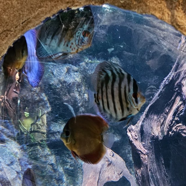 Auch die zum sealifehannover gehörende Tropenhalle ist absolut sehenswert!

#sealive
#zoo 
#zoophotography 
#aquarium 
#aquariumlife 
#tropenhalle 

Eintritt wurde selbst bezahlt, keine Werbung!