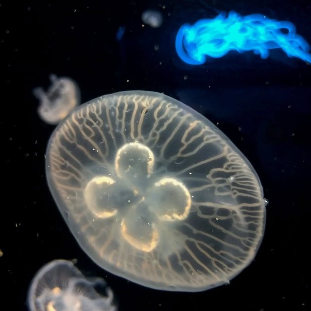 It's my 33 Birthday Today. *Yaay*
sealifehannover

#birthday #33 #90schild #sealife #quallen #marie #krokodil #anemone #zoo #aquarium #sealifehannover #geburtstag #aquatic #meerestiere