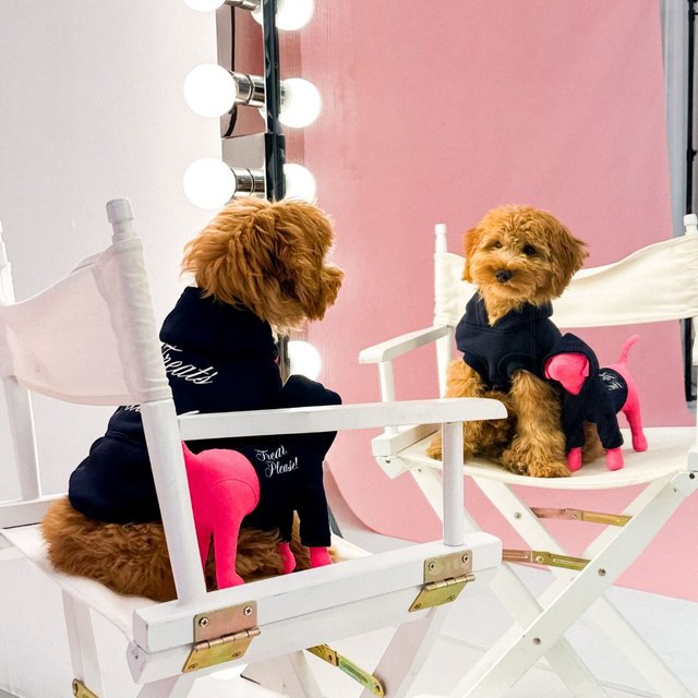 These little divas are getting primped and polished for the big day tomorrow. Zoom, donāt walkāsomething suuuper cute is coming for National Puppy Day. š
š¶