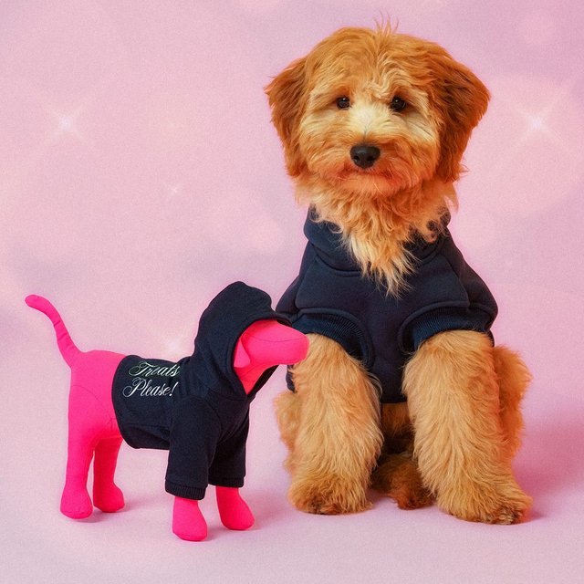 Happy National Puppy Day to all who celebrate. š Hereās one of our little besties welcoming our new Maxi Dog, Cookie, to the mix (who you can take home too btw). Treats for everyone! š¶